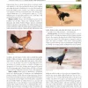 E- BOOK - 1 Livestock and Poultry Improvement and Management.pdf - Image 2