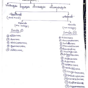 HANDWRITTEN - 2 CLASSIFICATION OF VEGETABLE.pdf