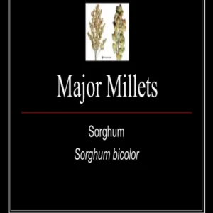 PPT - 10 Major Millets.pdf