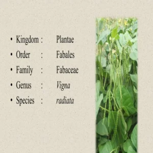 PPT - 6 GREEN GRAM CLASSIFICATION.pdf