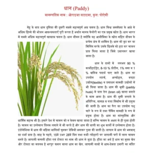 TYPED - 18 Paddy.PDF