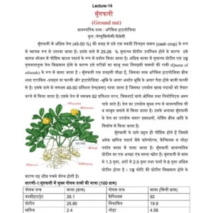 TYPED - 7 Groundnut.PDF