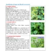 TYPED -9 Identification of Common Weeds of Kharif crops.PDF - Image 4