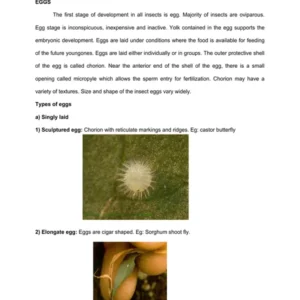TYPED lec07 TYPES OF LARVAE AND PUPAE.pdf