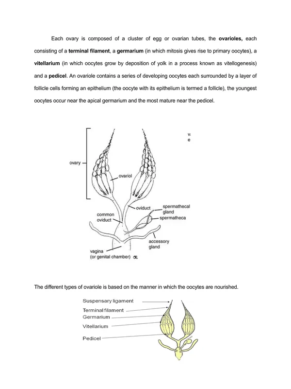 TYPED lec13 REPRODUCTIVE SYSTEM.pdf - Image 2