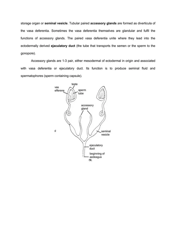 TYPED lec13 REPRODUCTIVE SYSTEM.pdf - Image 4